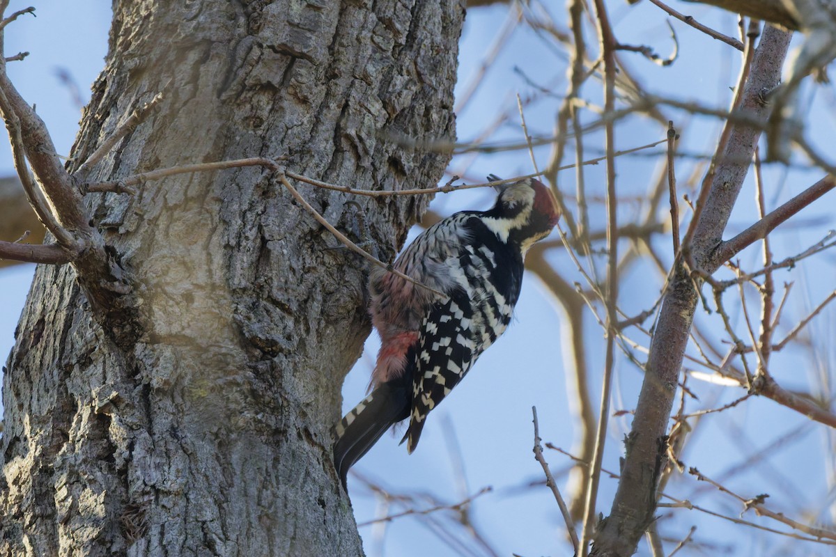 White-backed Woodpecker - ML647189058