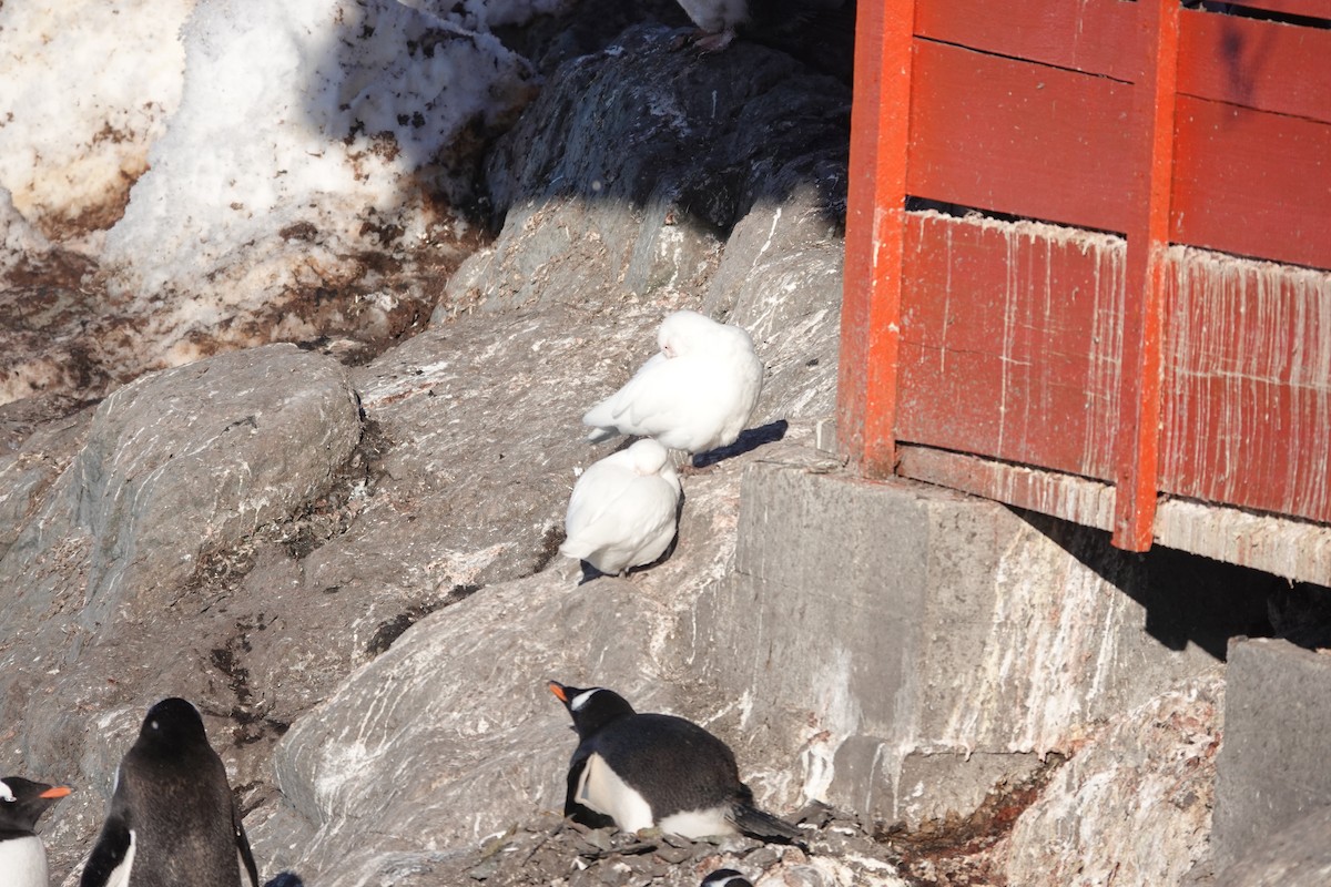 Snowy Sheathbill - ML647189063