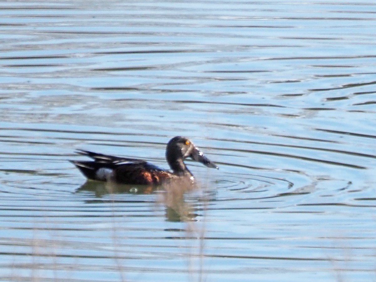 Canard bridé - ML647189066