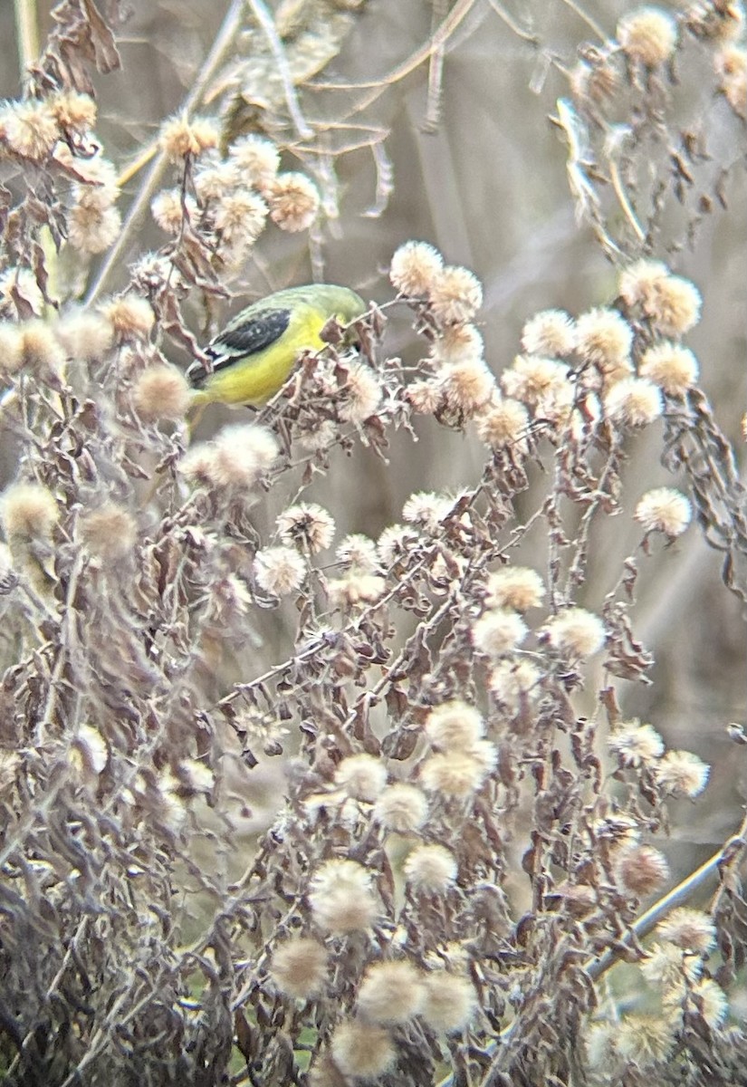 Lesser Goldfinch - ML647189067