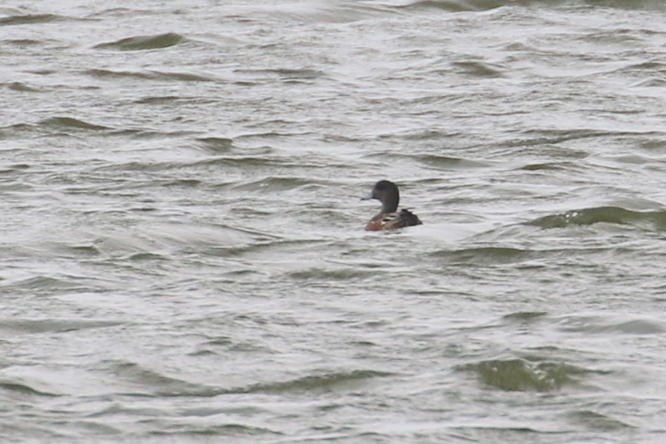 American Wigeon - ML647189073