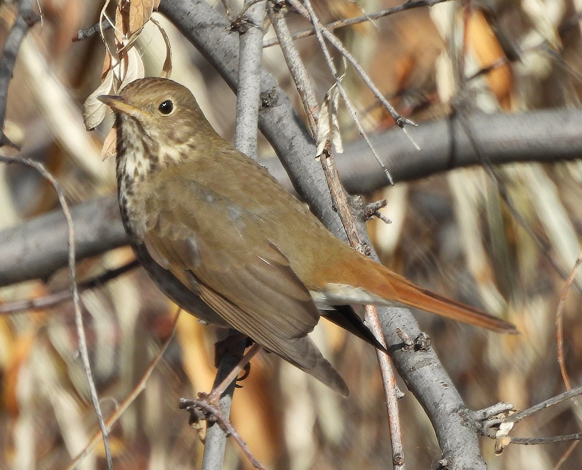 Дрізд-короткодзьоб плямистоволий - ML647189077