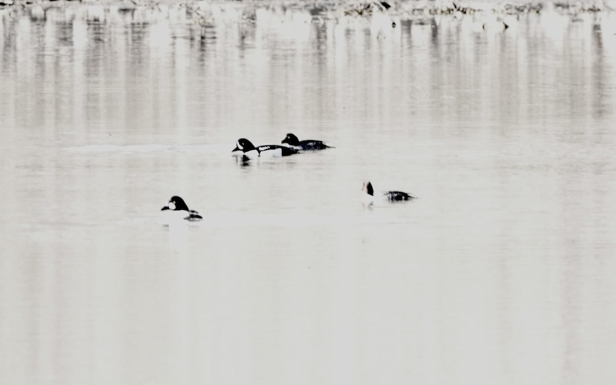 Barrow's Goldeneye - ML647189080