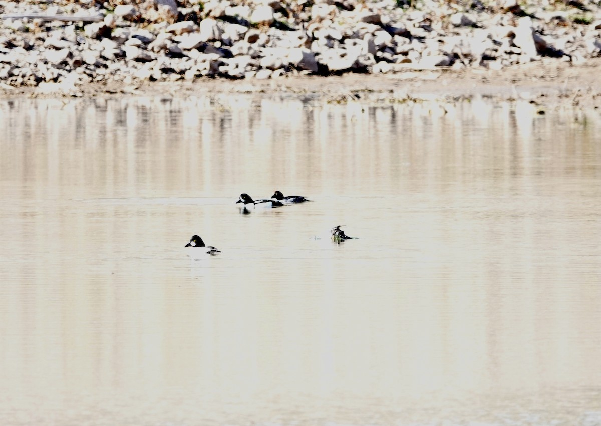 Barrow's Goldeneye - ML647189081