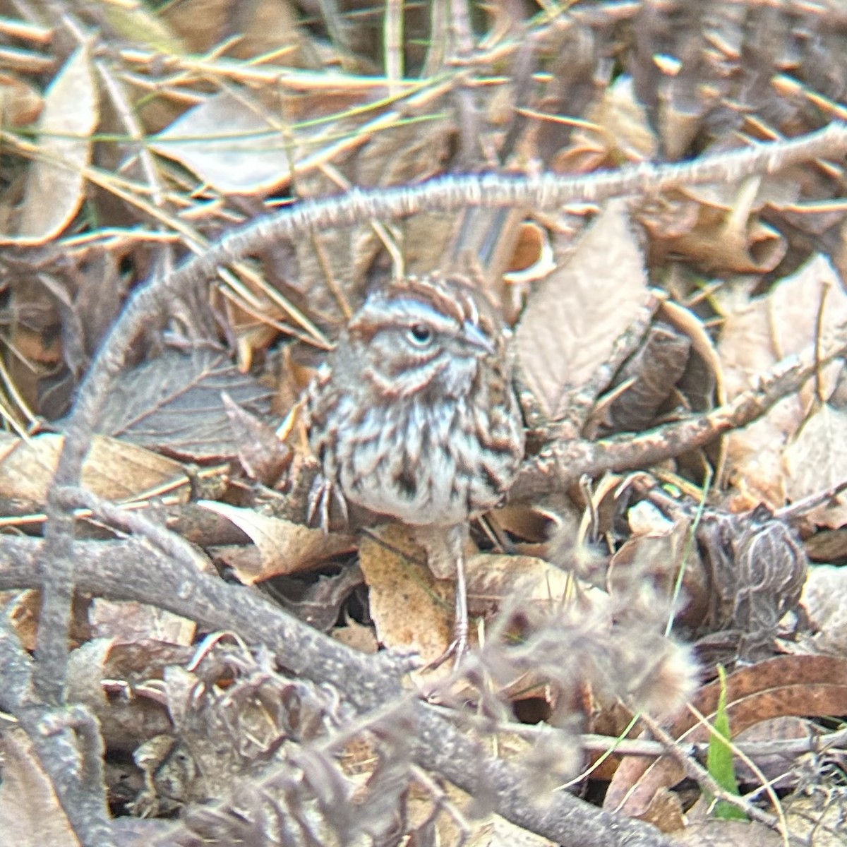 Song Sparrow - ML647189088