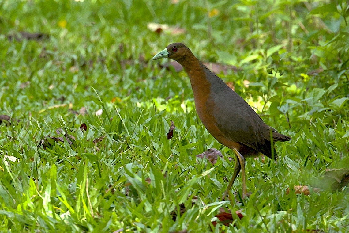 Isabelline Bush-hen - ML647189095