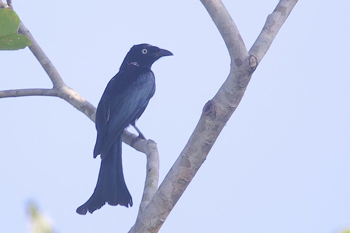 Hair-crested Drongo (White-eyed) - ML647189106