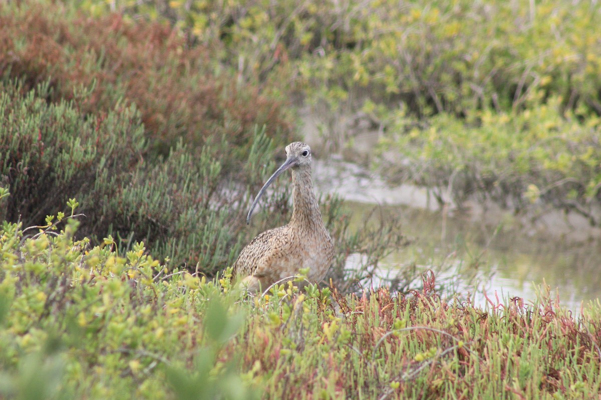 Кульон американський - ML647189113
