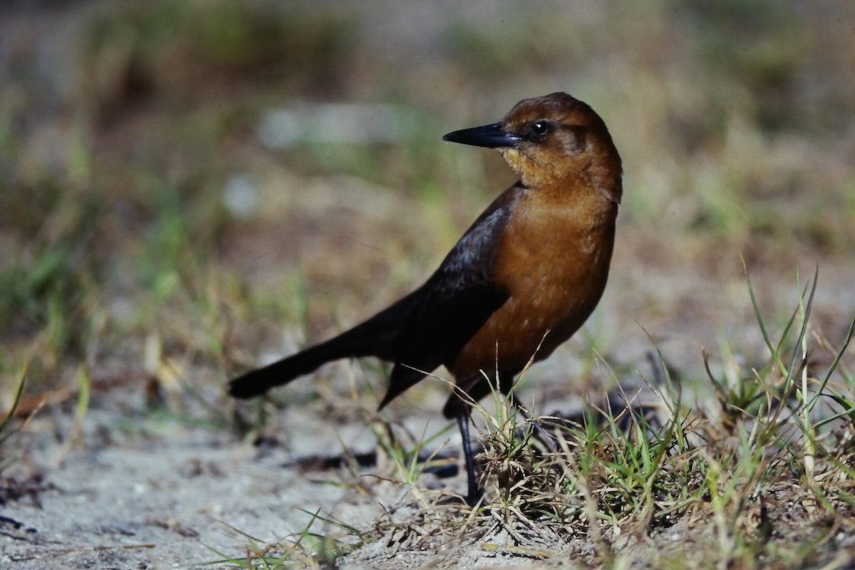 Boat-tailed Grackle (westoni) - ML647189115