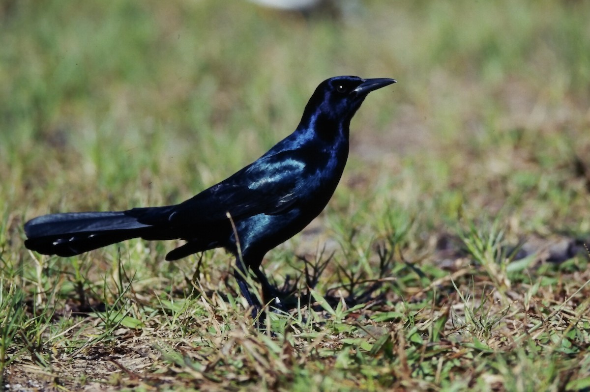Boat-tailed Grackle (westoni) - ML647189116