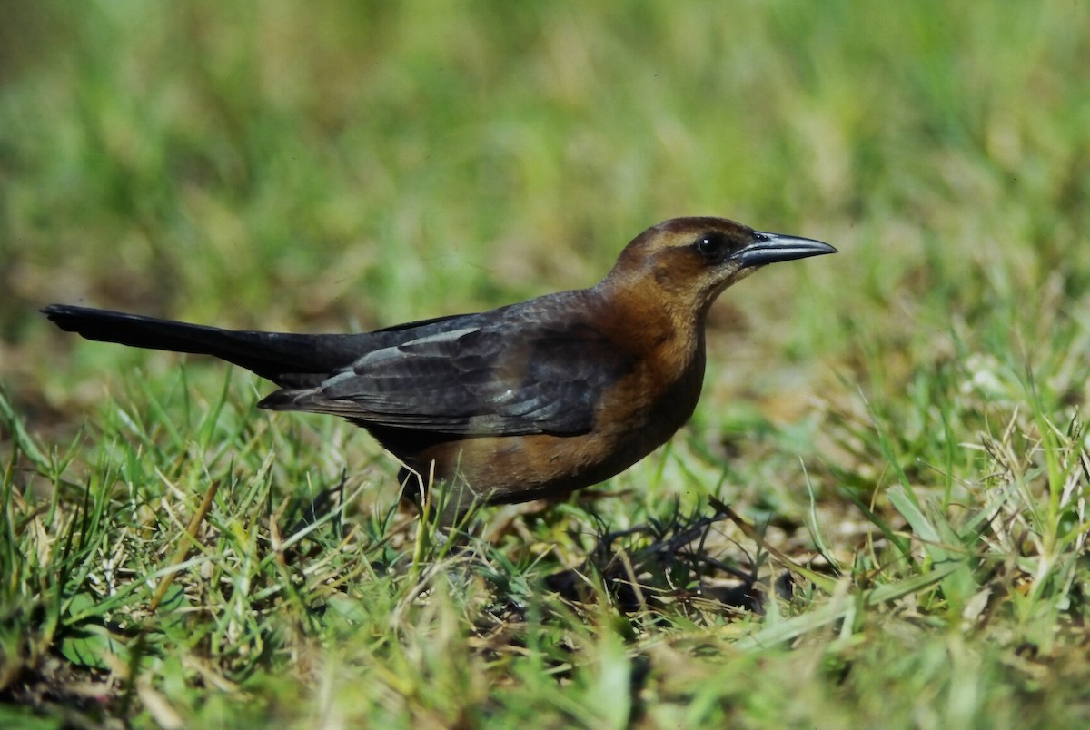 Boat-tailed Grackle (westoni) - ML647189117