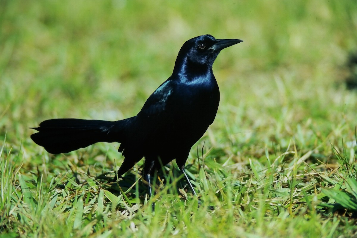 Boat-tailed Grackle (westoni) - ML647189118