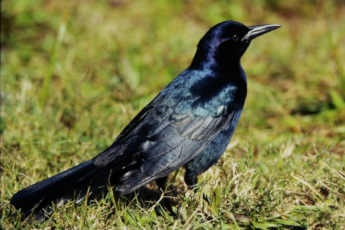Boat-tailed Grackle (westoni) - ML647189122