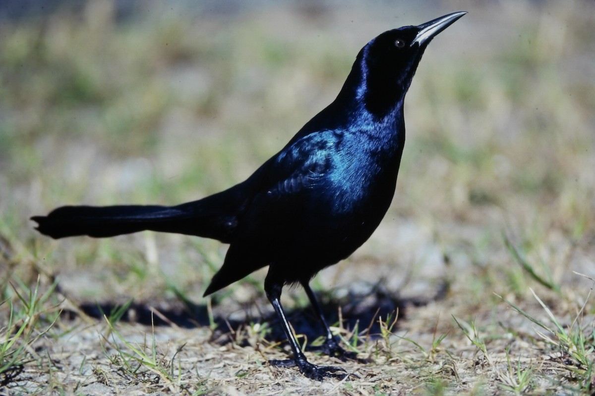Boat-tailed Grackle (westoni) - ML647189123