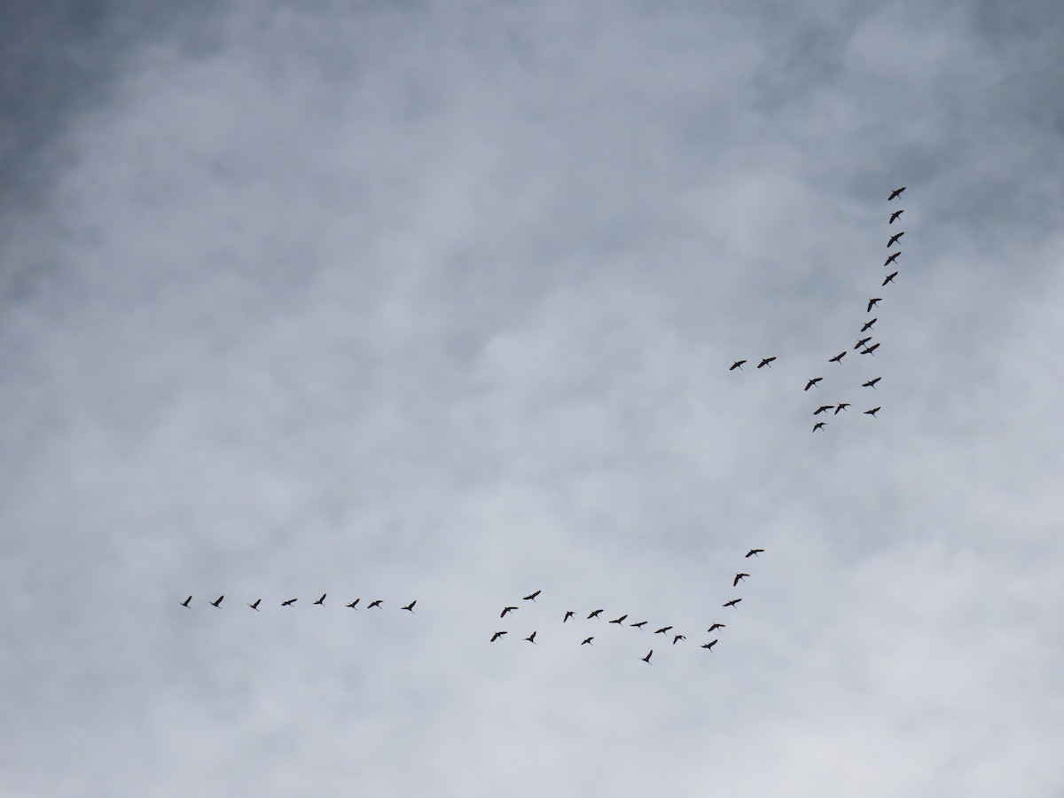 Sandhill Crane - ML647189132