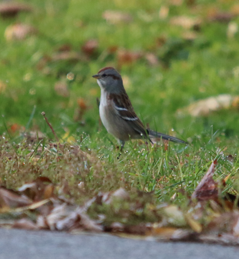 ムナフヒメドリ - ML647189144