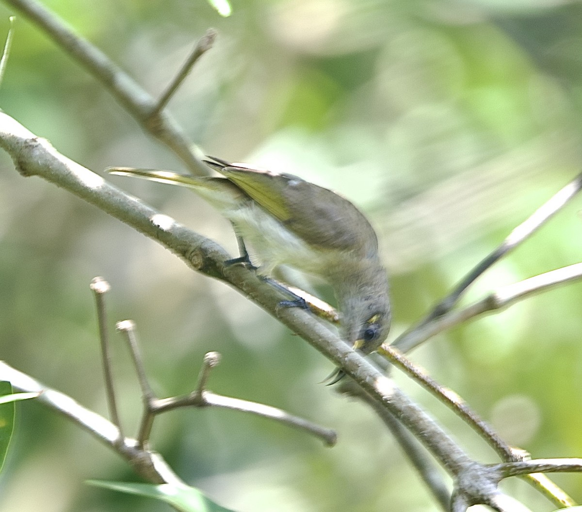 Brown Honeyeater - ML647189146