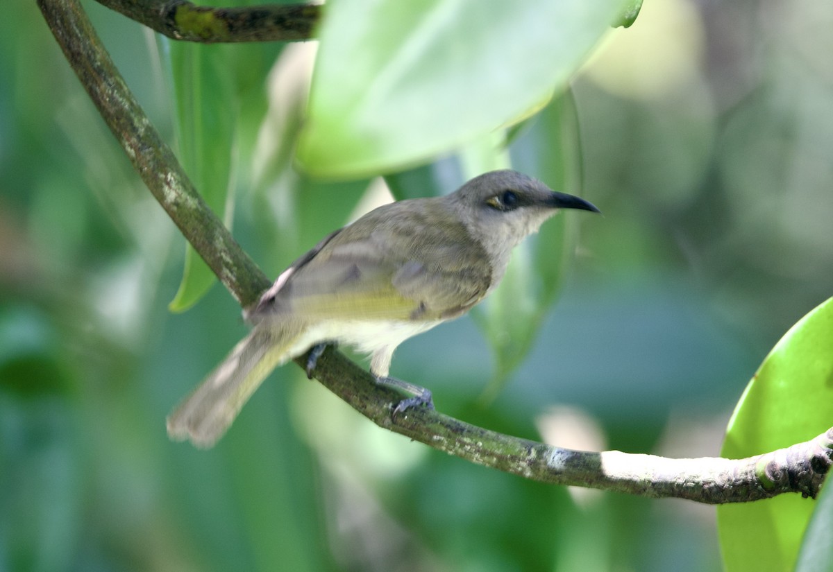 Brown Honeyeater - ML647189147