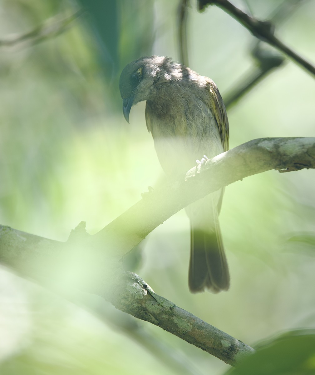 Brown Honeyeater - ML647189148