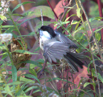 Black-capped Chickadee - ML647189151