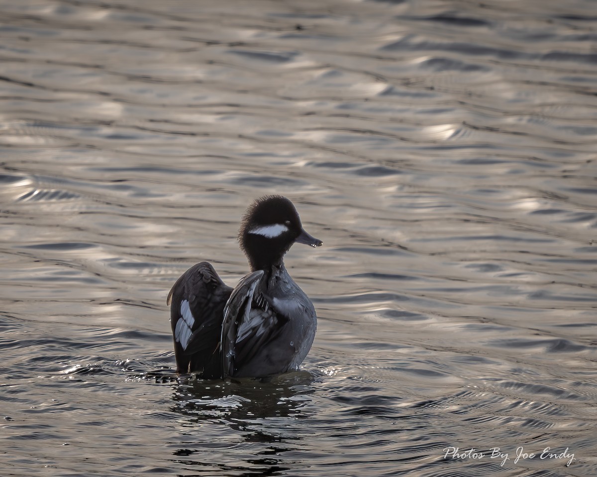 Bufflehead - ML647189164