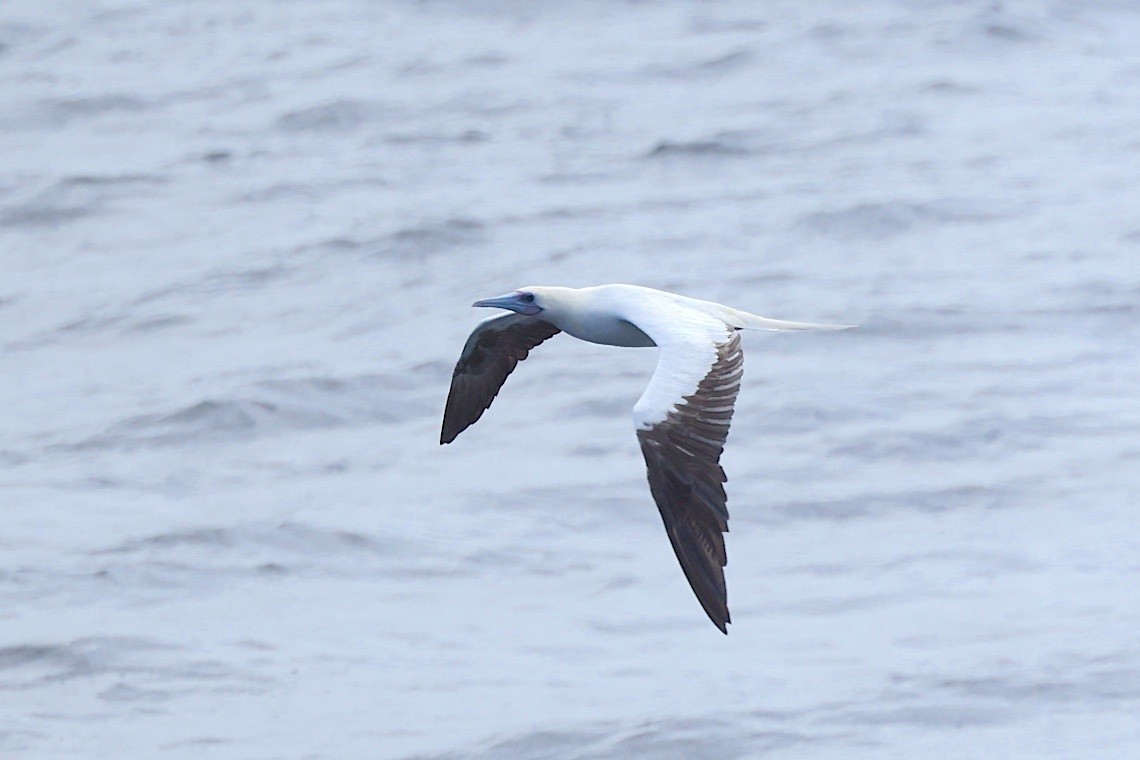 Сула червононога (підвид rubripes) - ML647189171