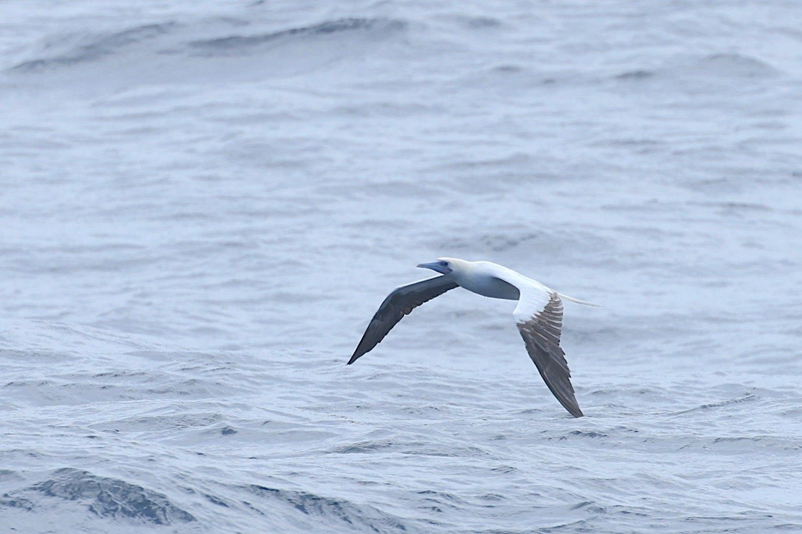 Сула червононога (підвид rubripes) - ML647189172