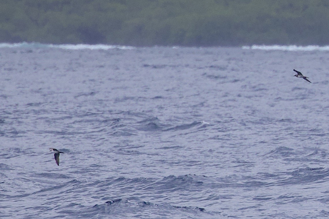 Long-tailed Jaeger - ML647189182