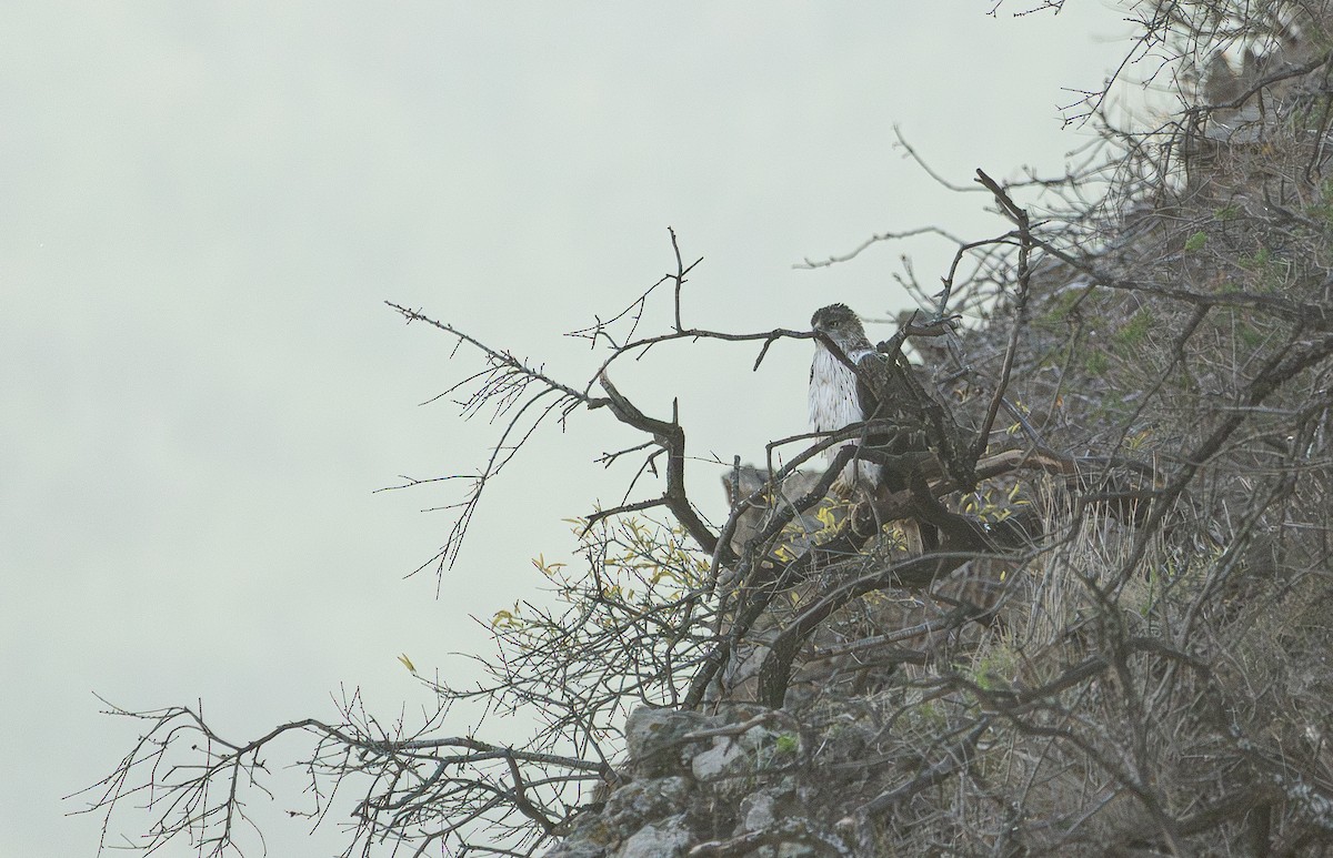 Bonelli's Eagle - ML647189202