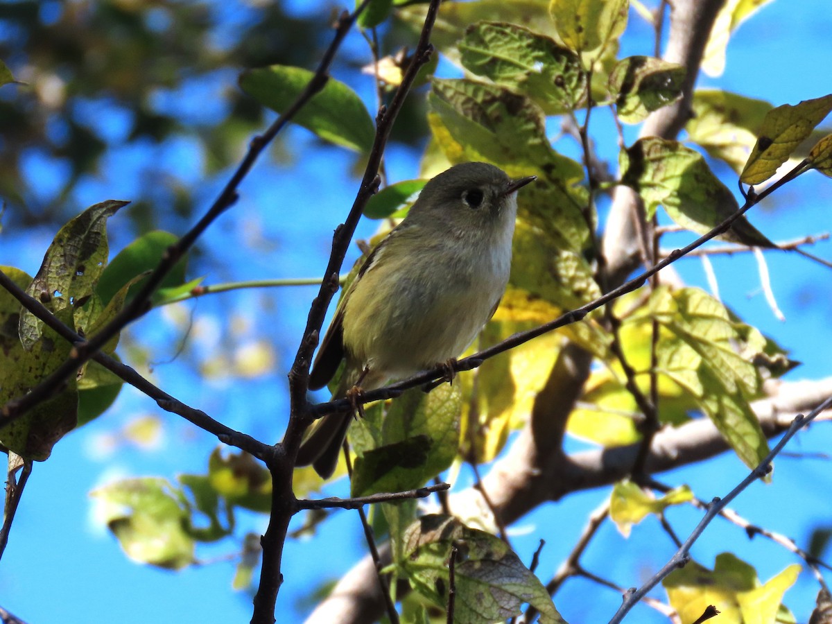 Roitelet à couronne rubis - ML647189206