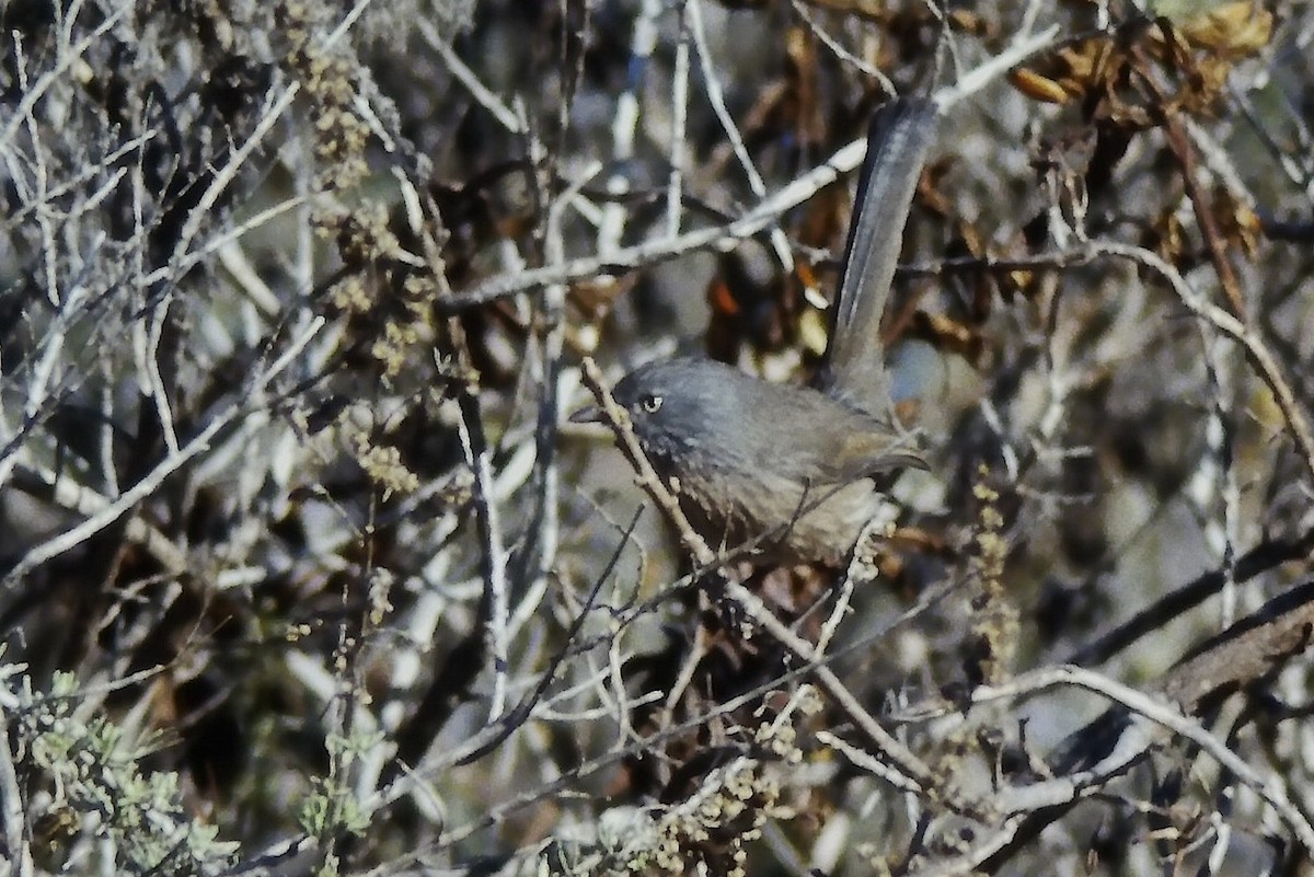 ミソサザイモドキ - ML647189207