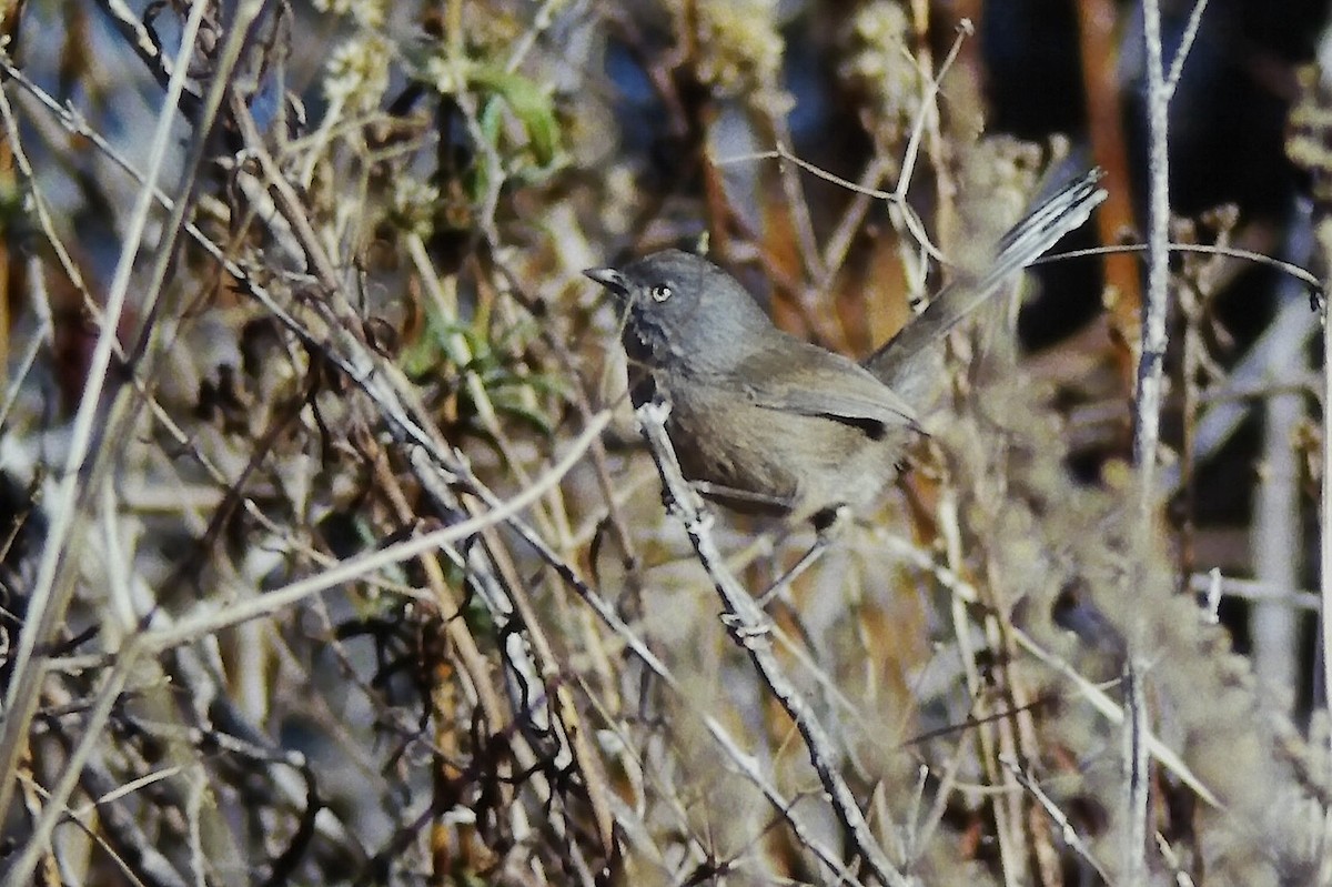 ミソサザイモドキ - ML647189208