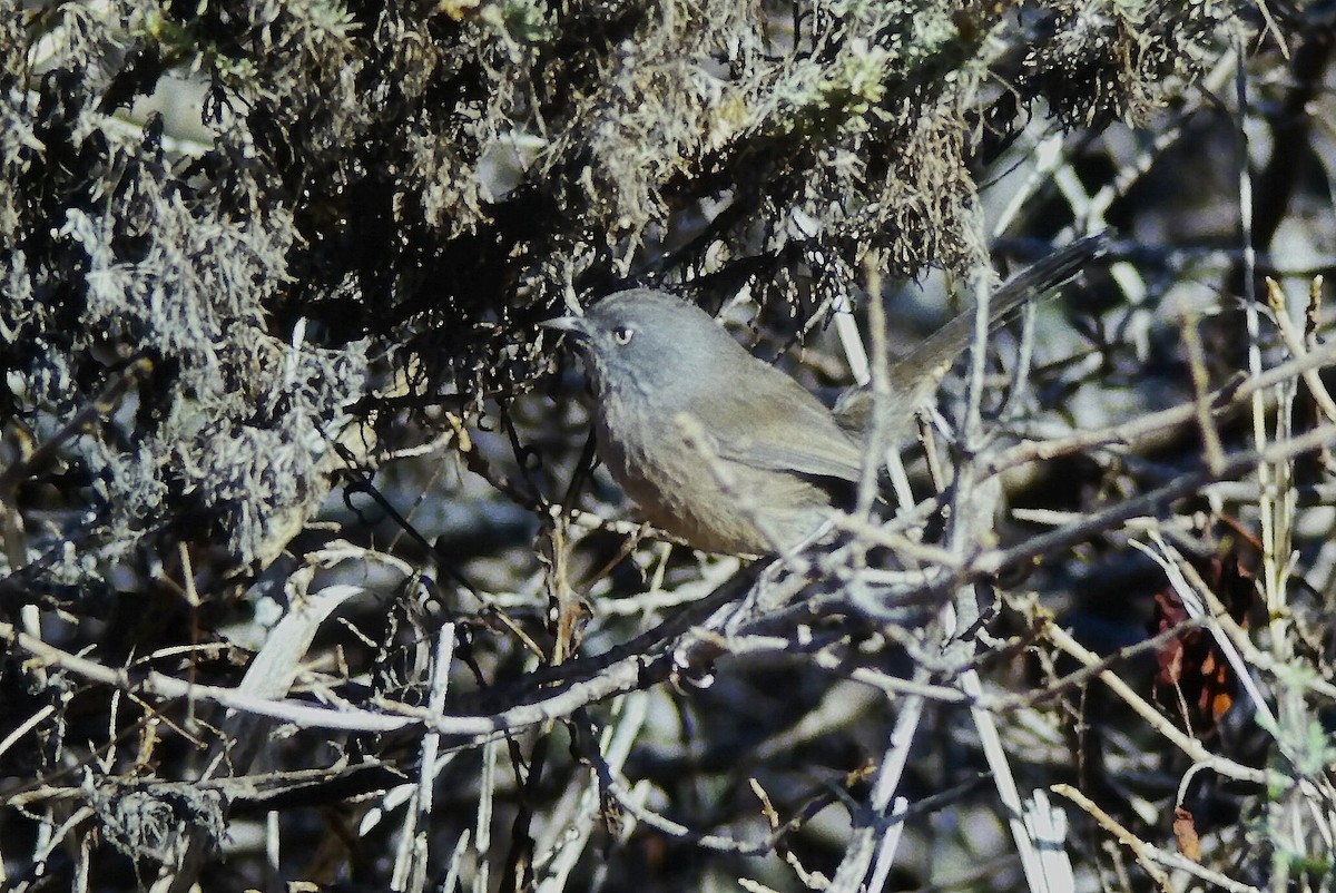 ミソサザイモドキ - ML647189209