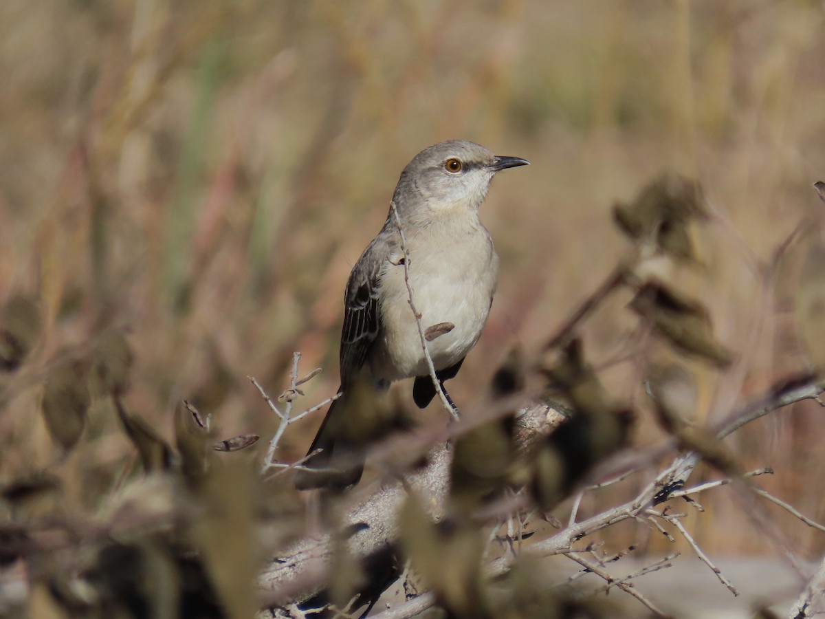 Moqueur polyglotte - ML647189210