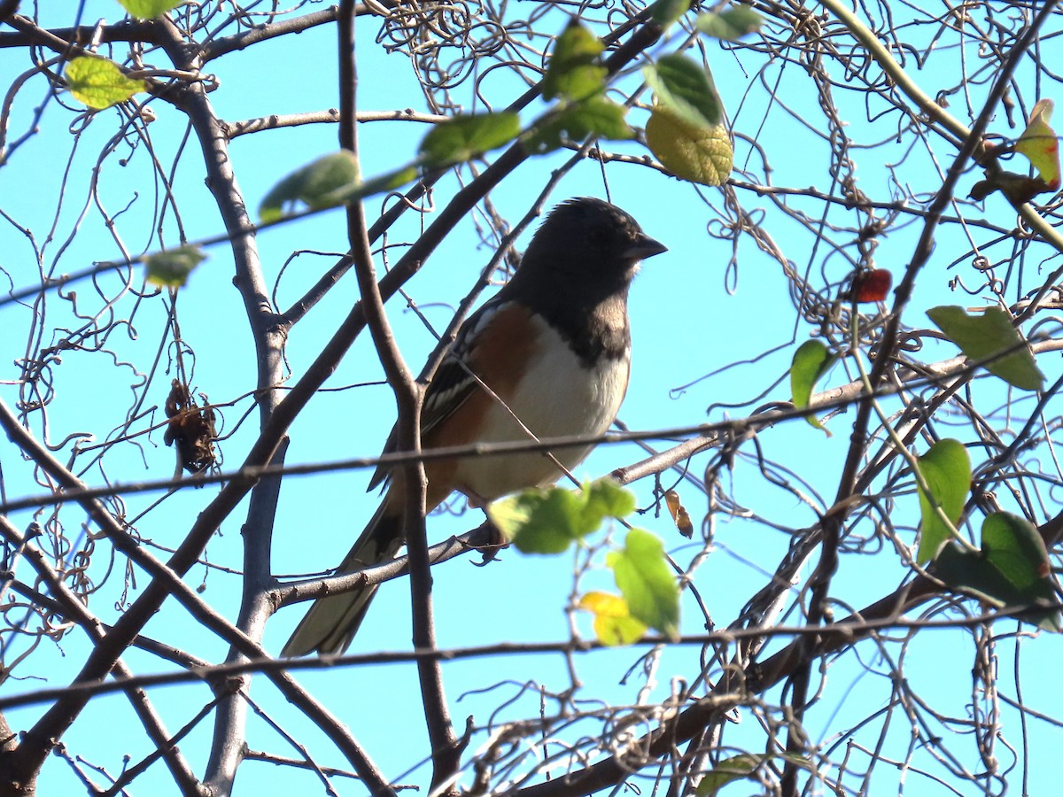 Tohi tacheté - ML647189214