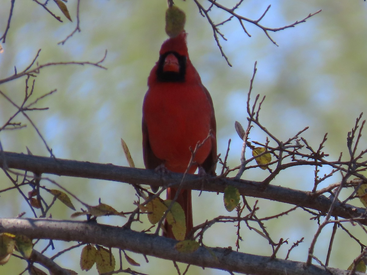 Cardinal rouge - ML647189218