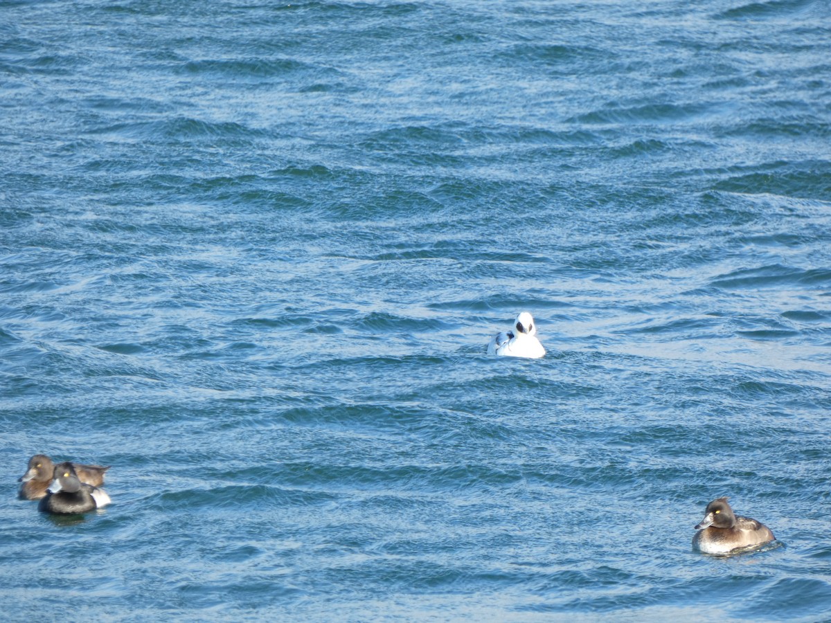 מרגון גמדי - ML647189239