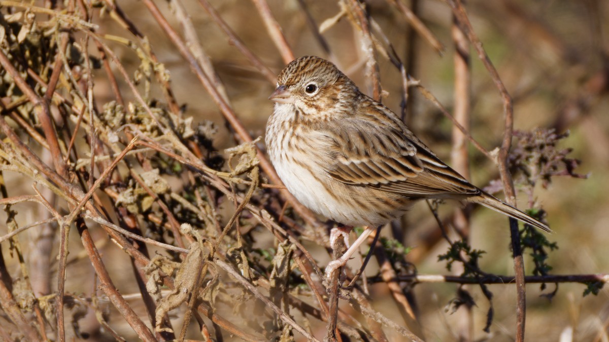 Vesper Sparrow - ML647189242