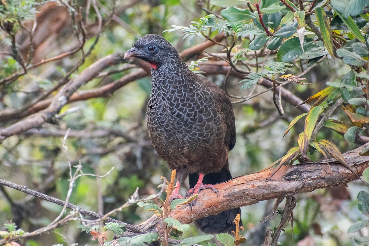 Andean Guan - ML647189256