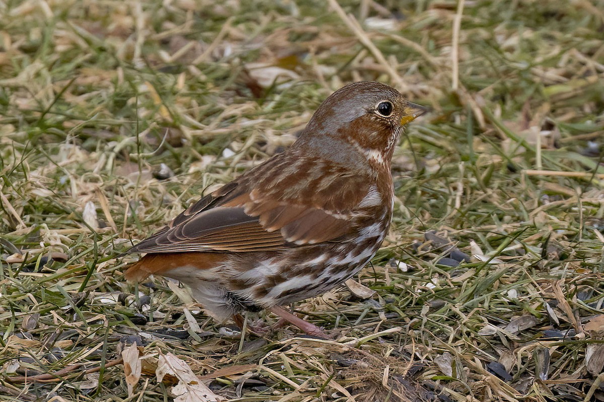 Fox Sparrow - ML647189263