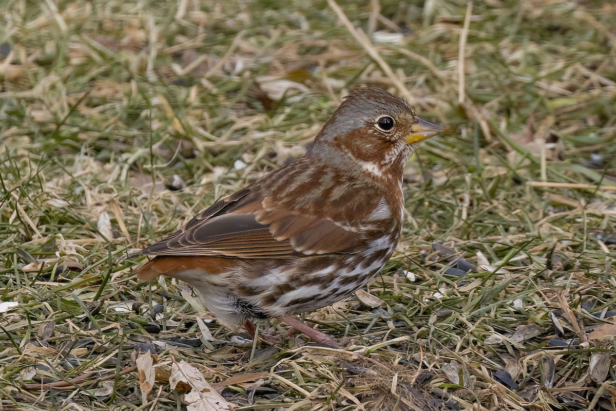 Fox Sparrow - ML647189264