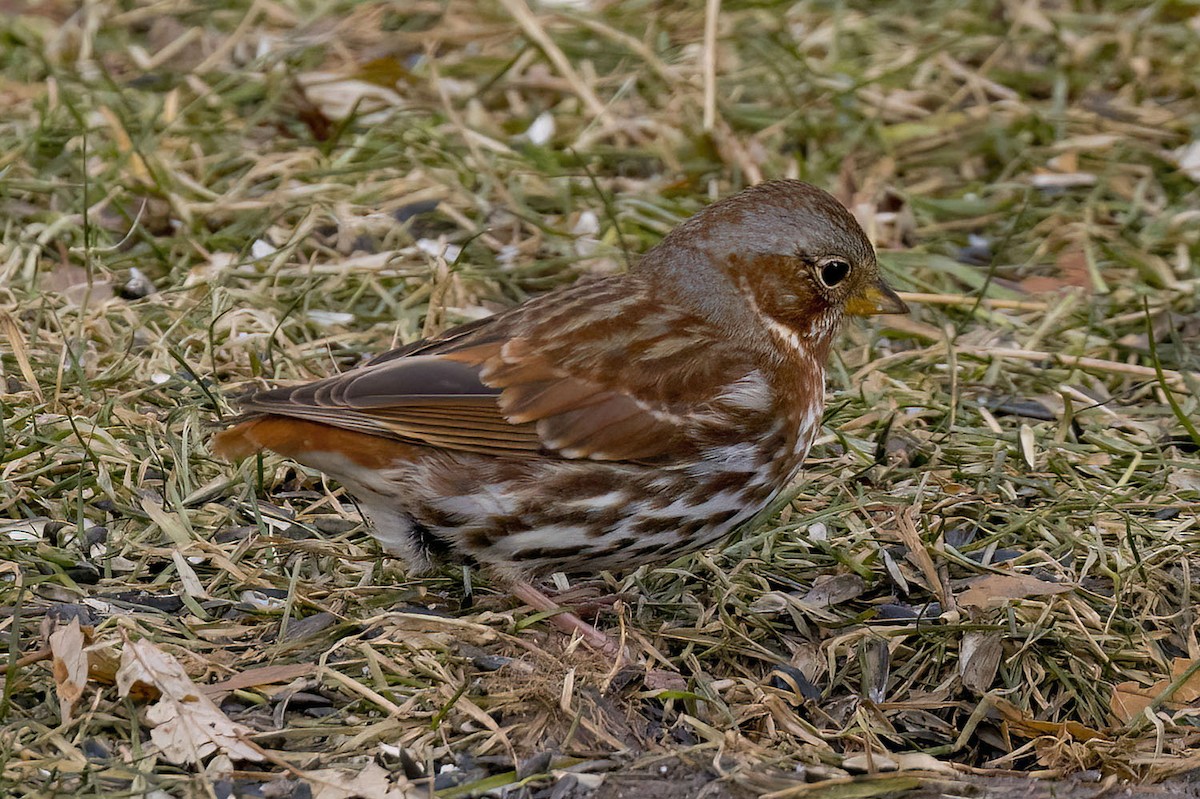 Fox Sparrow - ML647189265