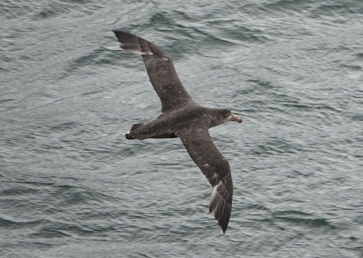 Northern Giant-Petrel - ML647189273