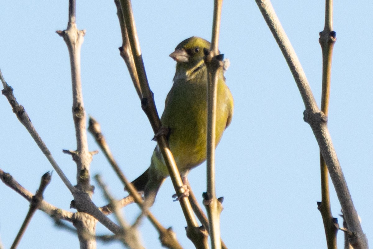 European Greenfinch - ML647189275