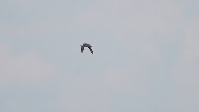 Great Snipe - ML647189283