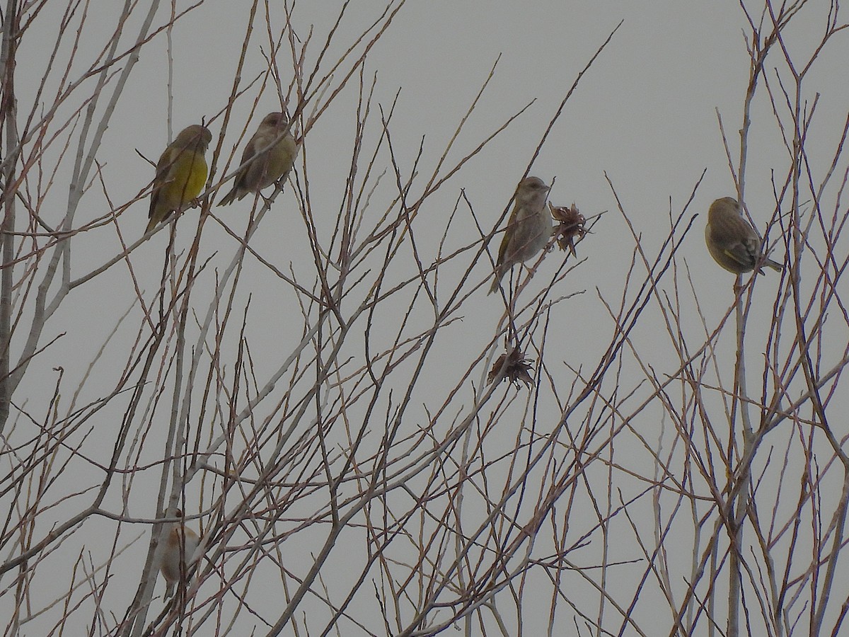 European Greenfinch - ML647189292