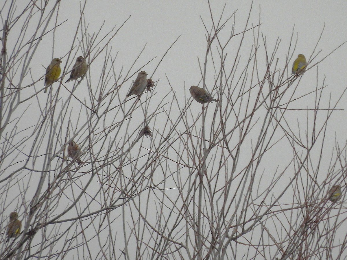 European Greenfinch - ML647189293