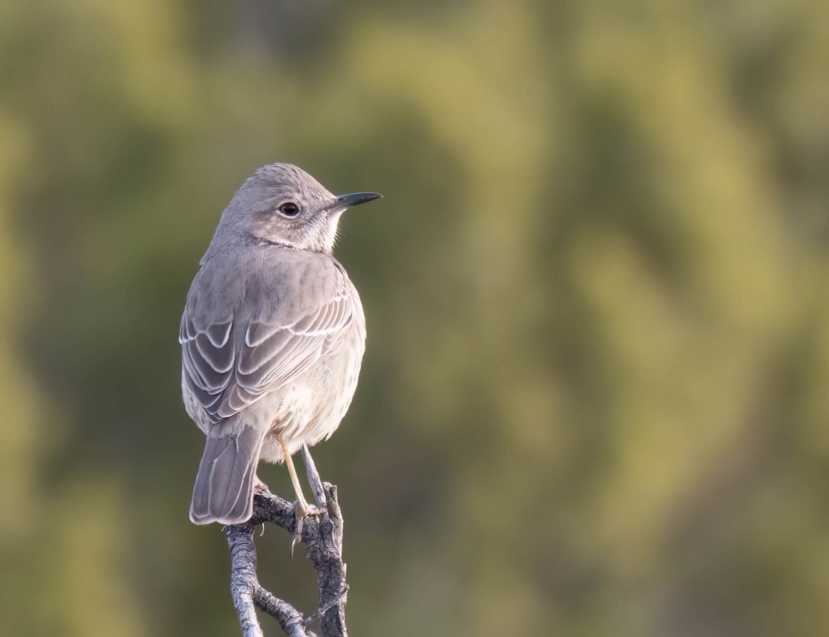 Sage Thrasher - ML647189314