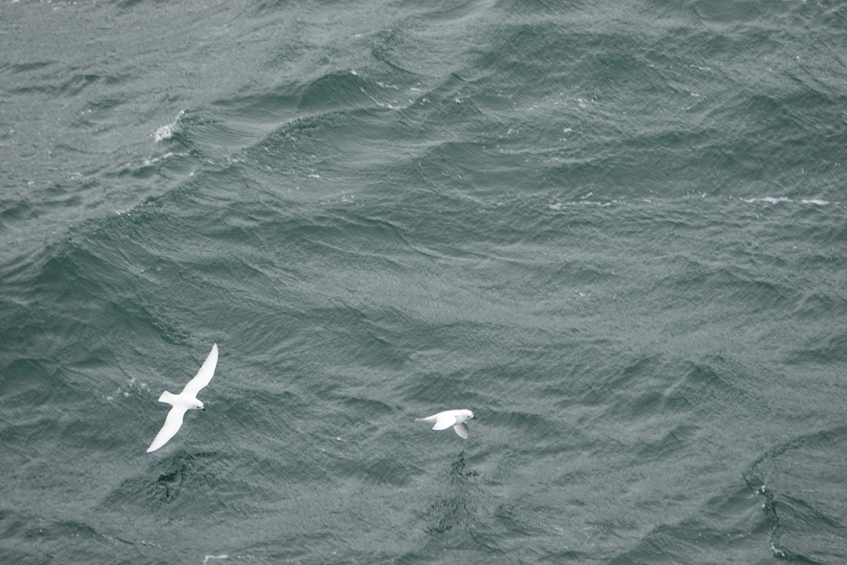 Снежный буревестник - ML647189326