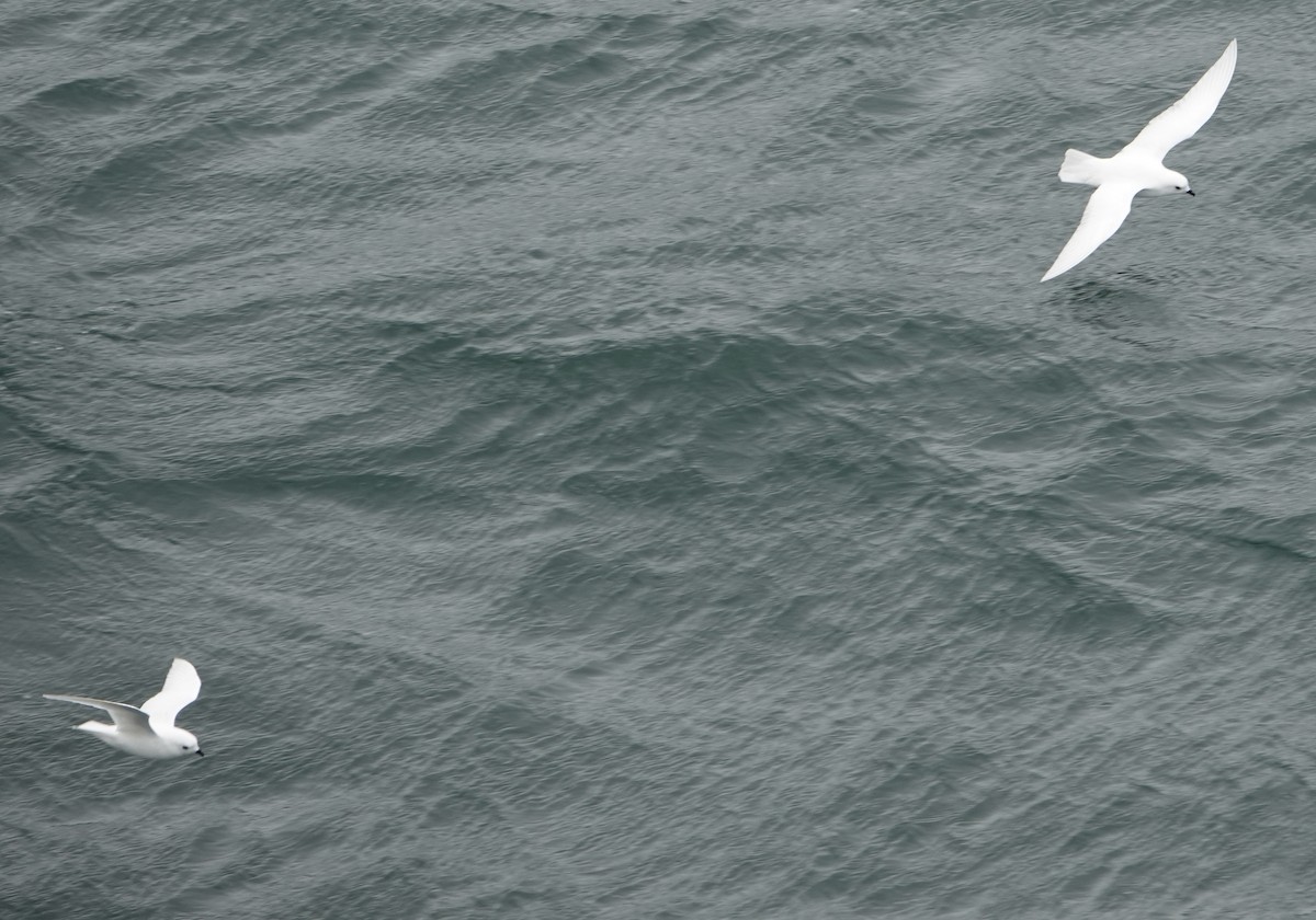 Снежный буревестник - ML647189327